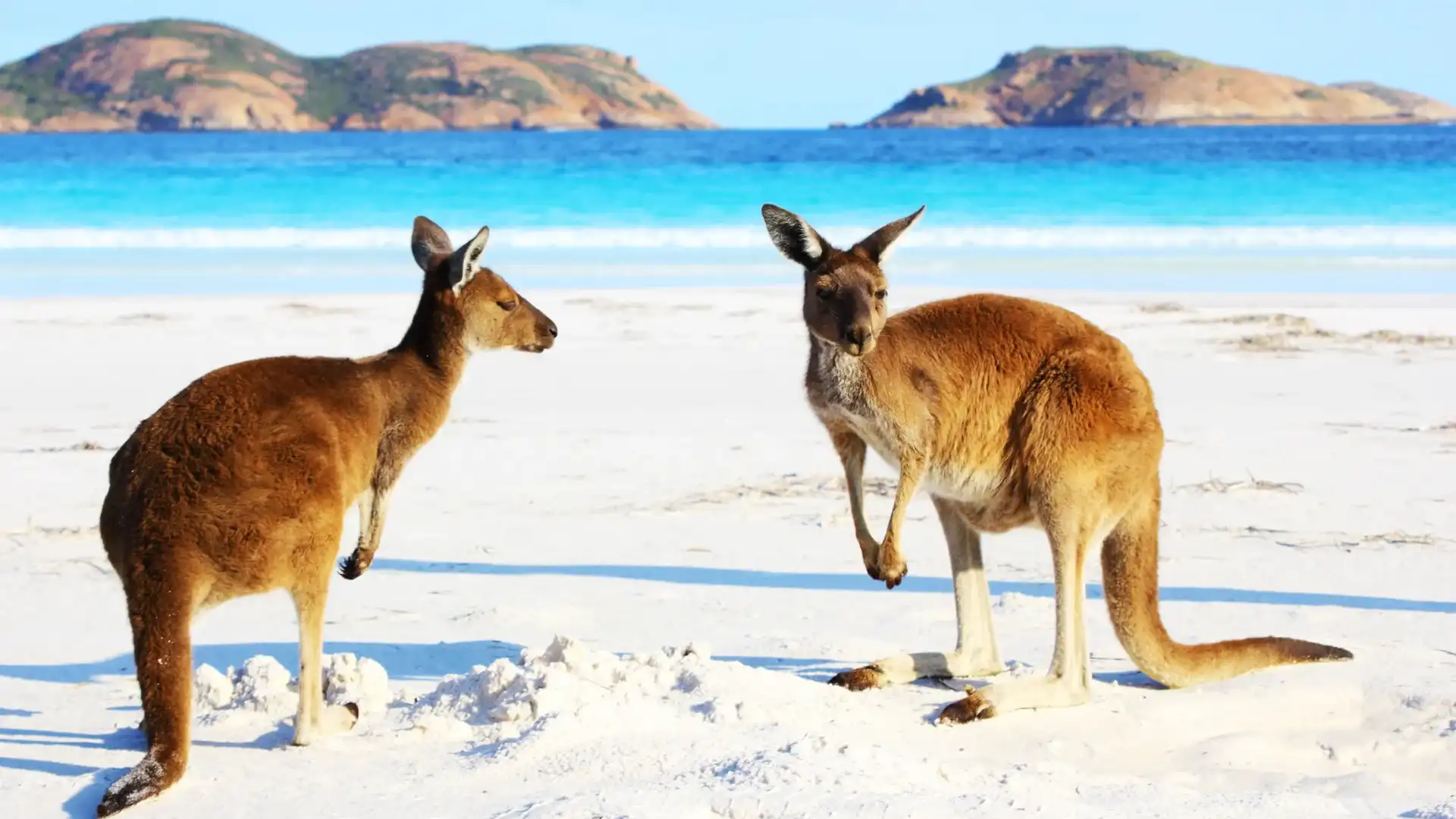 Kangaroo Island, Adelaide, Australia