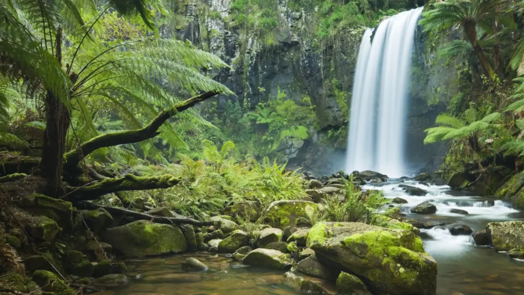 Daintree Rainforest, Queensland, Australia