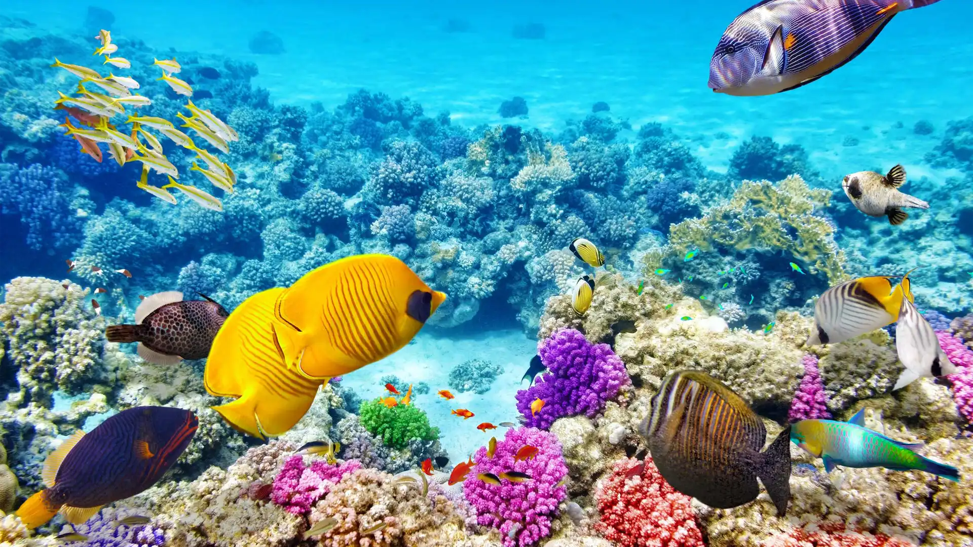 Great Barrier Reef, Queensland, Australia