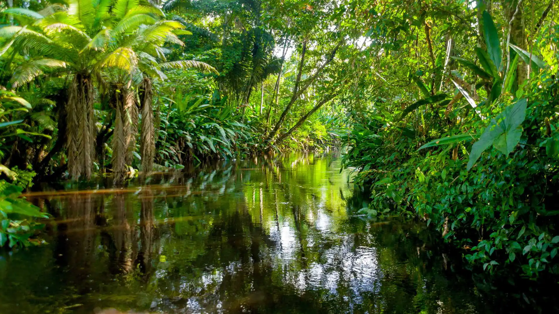 Amazon Rainforest, Amazonas, Pará, Acre, Roraima, Amapá, Rondônia, Tocantins, Maranhão, Brazil