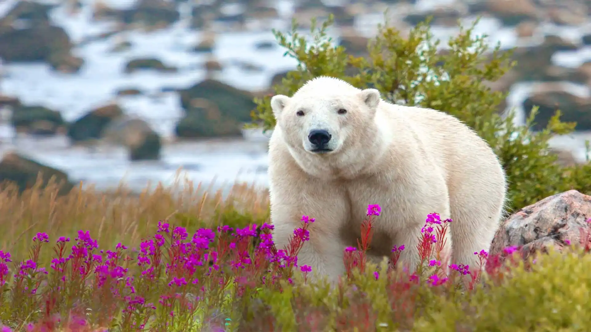 Polar Bears of Churchill, Manitoba, Canada