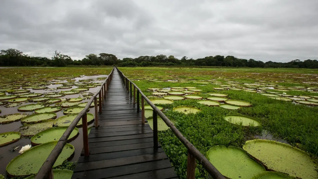Pantanal Wetlands, Mato Grosso, Brazil