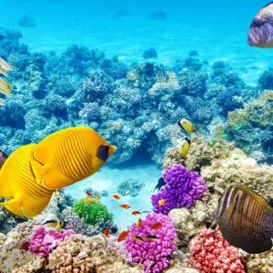 Great Barrier Reef, Queensland, Australia